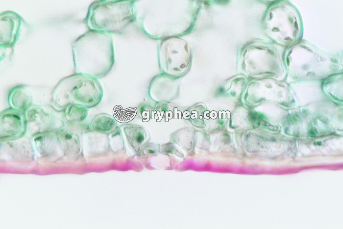 Houx (Ilex aquifolium - Stomate de Feuille de Houx CT x100 - gryphea.com